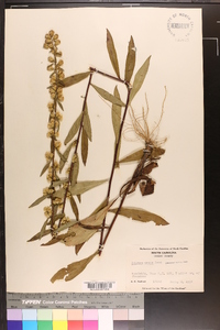 Solidago erecta image