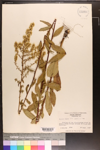 Solidago erecta image