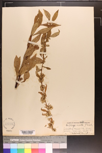 Solidago erecta image