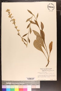 Solidago erecta image