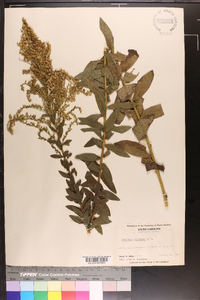 Solidago fistulosa image