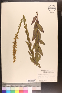 Solidago fistulosa image