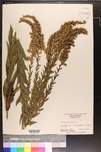 Solidago fistulosa image