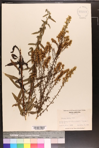 Solidago erecta image