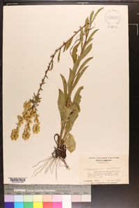 Solidago erecta image