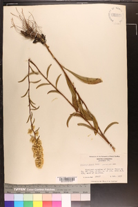 Solidago erecta image