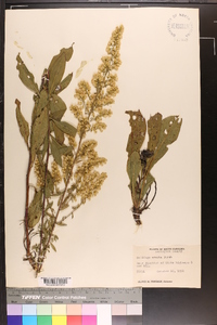 Solidago erecta image