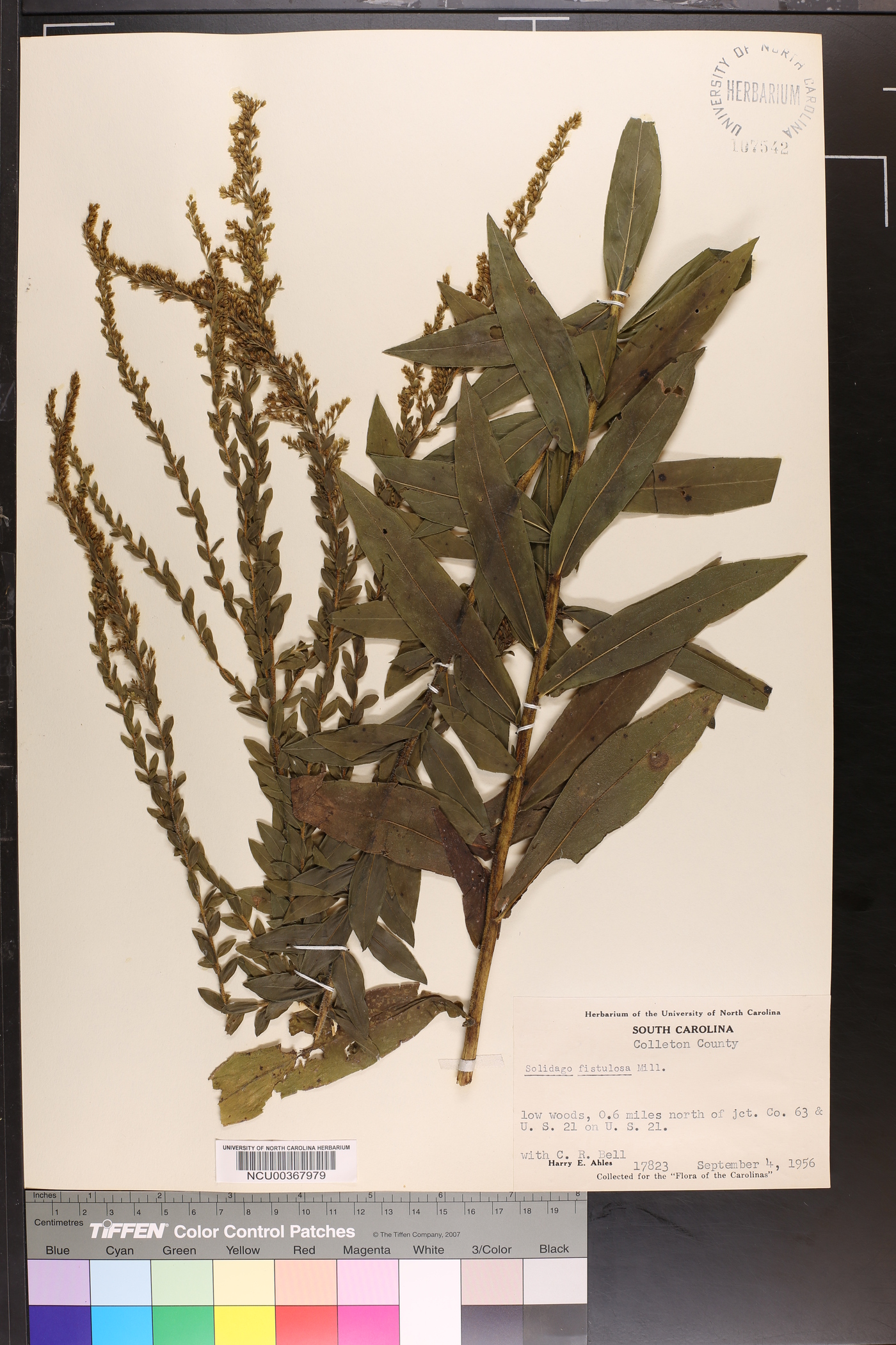 Solidago fistulosa image