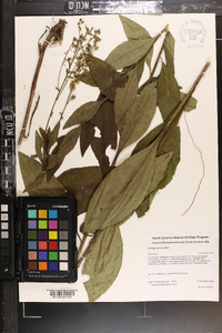 Solidago speciosa image