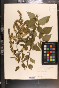 Solidago sphacelata image