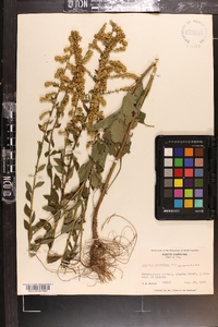 Solidago sphacelata image