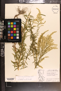 Solidago tortifolia image