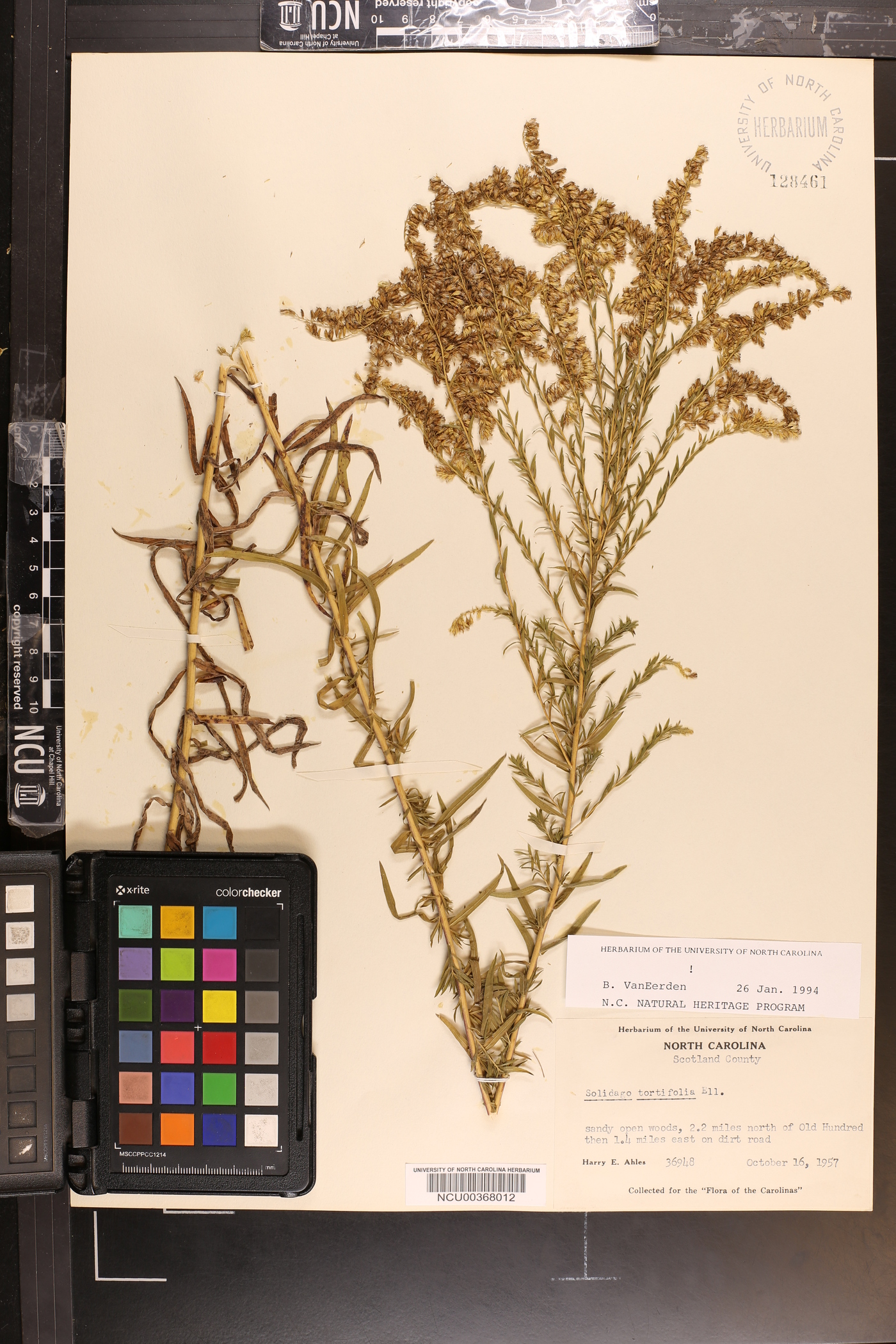 Solidago tortifolia image
