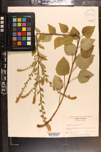 Solidago sphacelata image