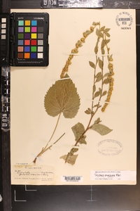 Solidago sphacelata image