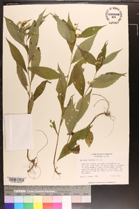 Solidago curtisii image