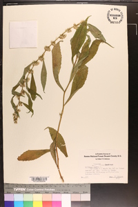 Solidago curtisii image