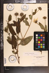 Helianthus resinosus image