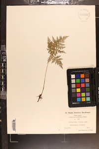 Cystopteris montana image