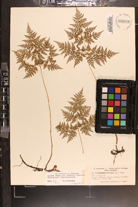 Cystopteris montana image