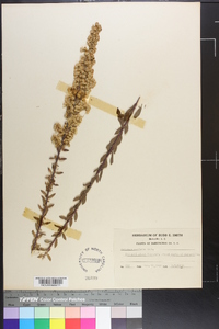 Solidago pulverulenta image