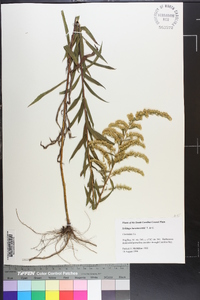 Solidago leavenworthii image