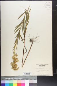 Solidago leavenworthii image