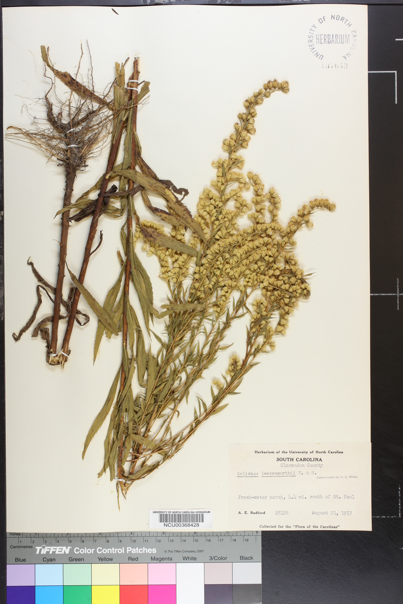 Solidago leavenworthii image