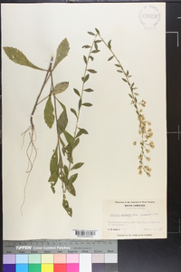 Solidago pulverulenta image