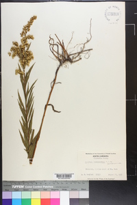 Solidago leavenworthii image