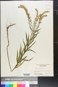 Solidago leavenworthii image