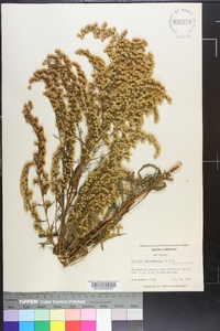 Solidago leavenworthii image