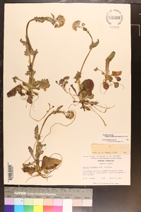 Packera obovata image