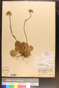 Packera obovata image