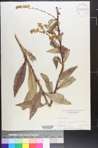 Solidago salicina image