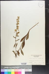 Solidago erecta image