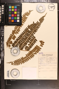 Didymochlaena truncatula image