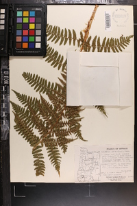 Dryopteris arguta image