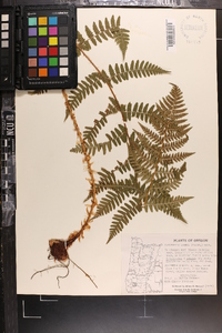 Dryopteris arguta image