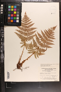 Dryopteris campyloptera image