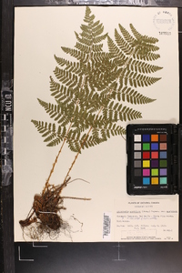 Dryopteris campyloptera image