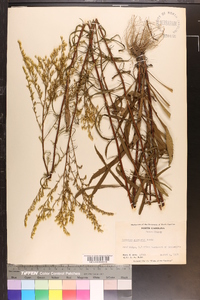 Solidago pinetorum image