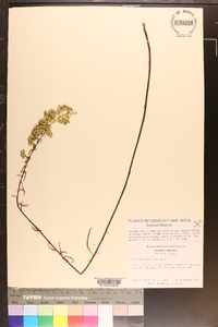 Solidago pinetorum image