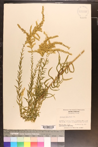 Solidago tortifolia image