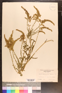 Solidago tortifolia image