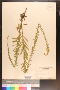 Solidago tortifolia image