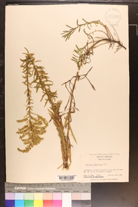 Solidago tortifolia image