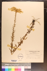 Solidago tortifolia image