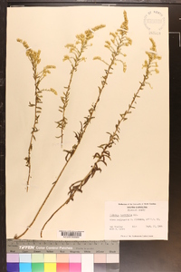 Solidago tortifolia image