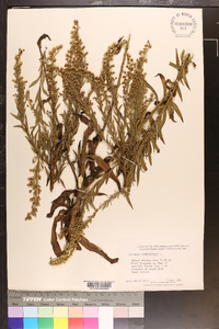 Solidago sempervirens image